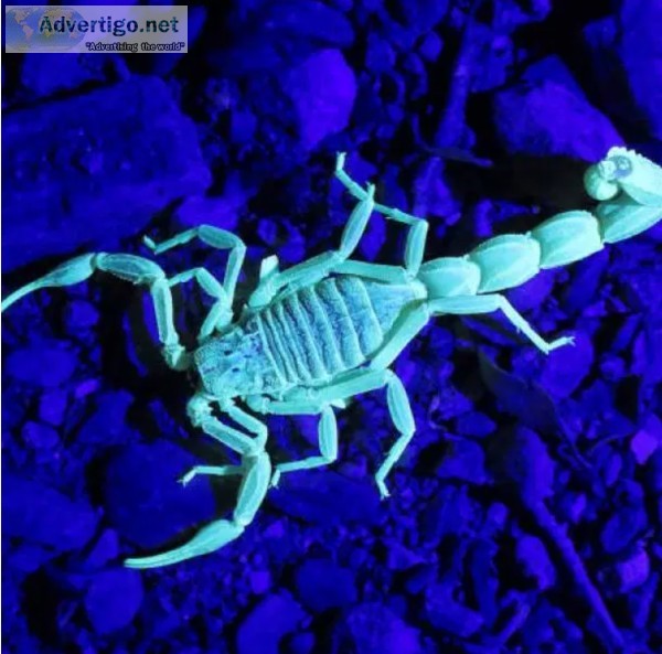 Blue scorpion venom
