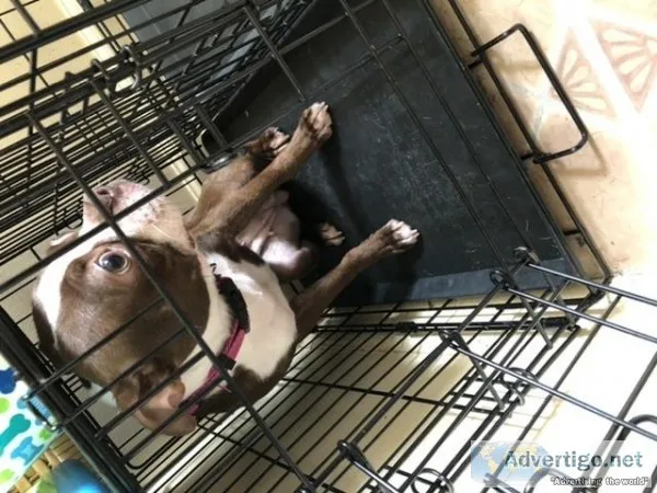 One Year Old Boston TerrierRare Color