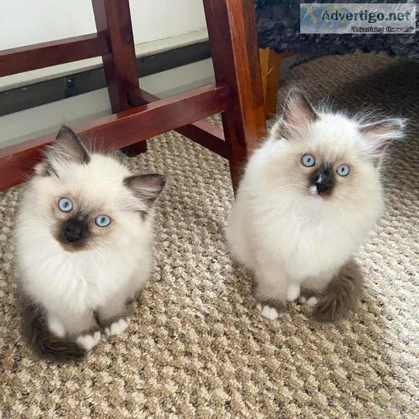 Beautiful adorable ragdoll kittens  for adoption