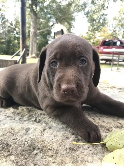 Registered Labrador Retriever puppies