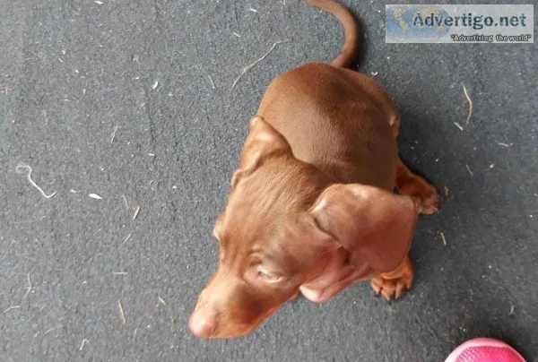 Dashound puppies