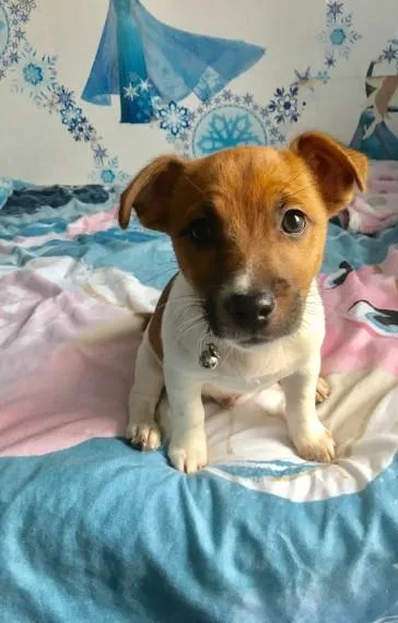 Beautiful jack russell