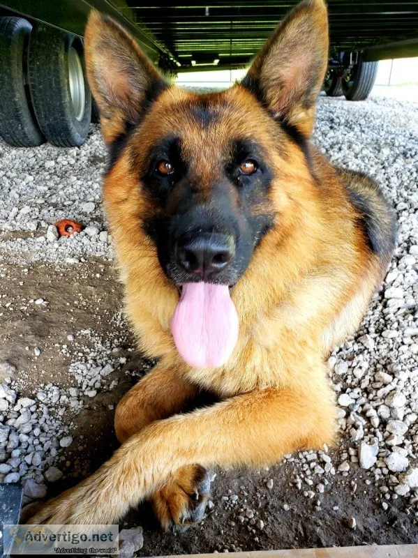 Stud Proven AKC Registered Male German Shepherd