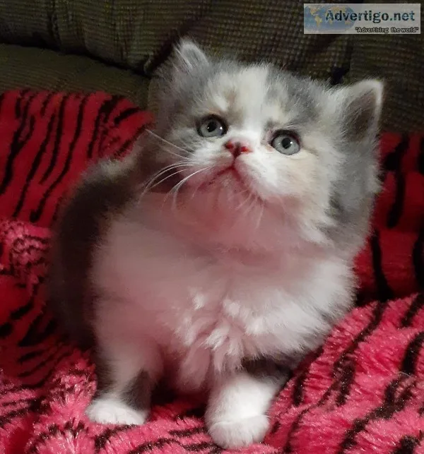 Himalayan Persian female