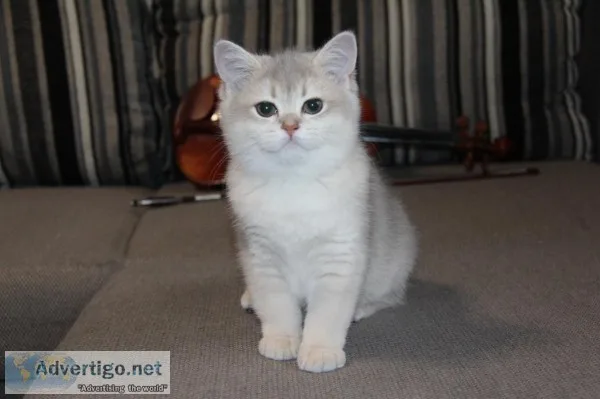 female british short hair kitten
