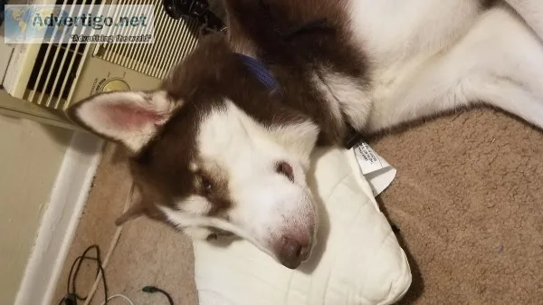 Churro the Husky