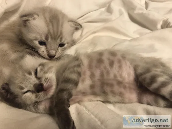 Lynx Bengal Manx