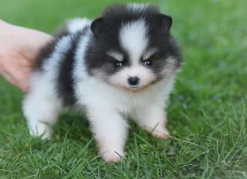 cute adorable pomenarian for loving home