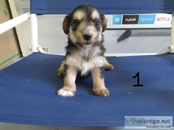 Yorkie Puppies mix