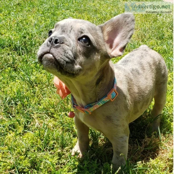 French bulldog puppy