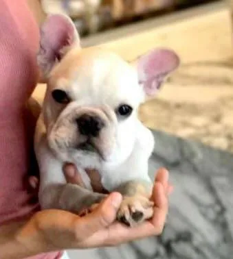 White Frenchies