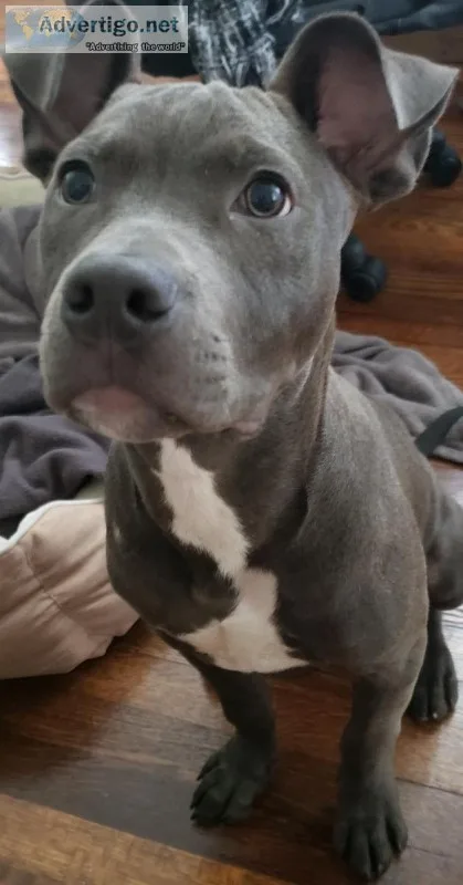 Blue Puppy- 5 months