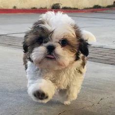 Awesome girl Shih tzu needing a new home.