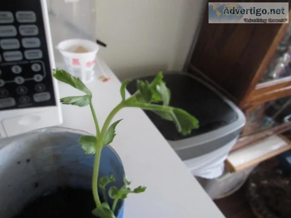 Chickpea plant for sale