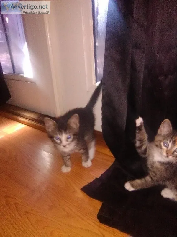 Free Kittens