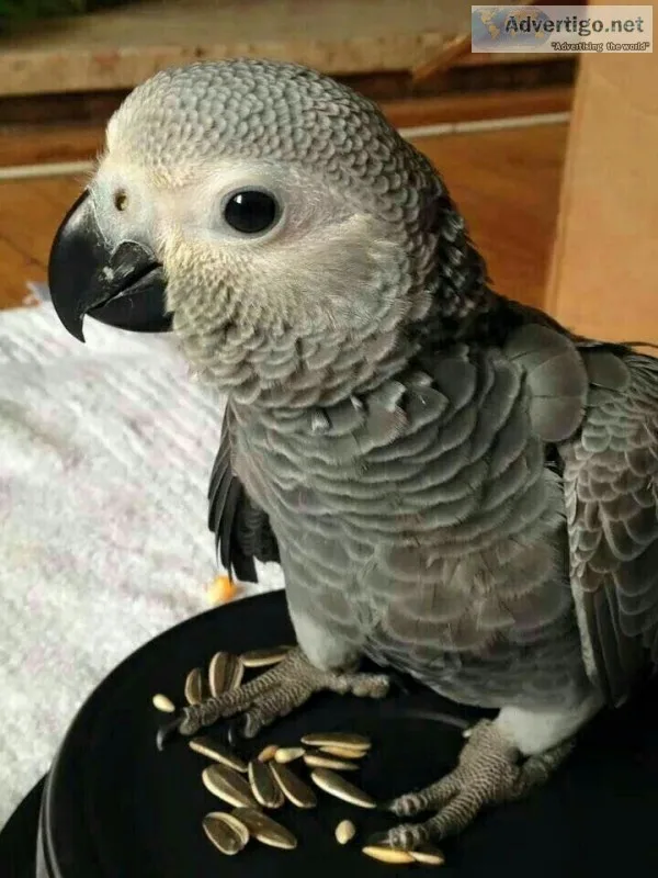 WANTED: Male baby african grey