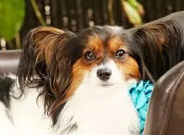 Moonshadow Pet Resort &ndash Your Pet&rsquos Second Home Charles