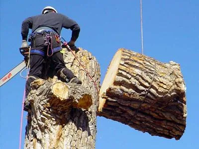 Tree Cutting Service in North NJ