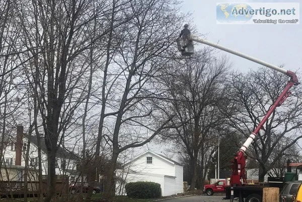 Tree Service Quote in North NJ