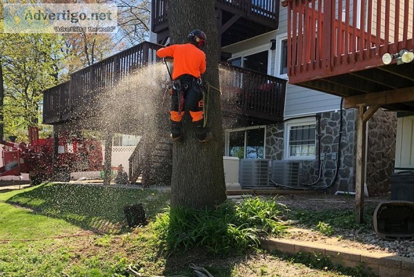 Tree Services in North NJ