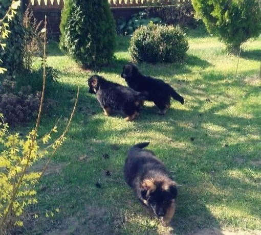 100% European Blood Line German shepherd puppies long and short 