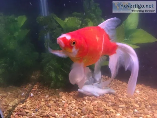 Pond Fish
