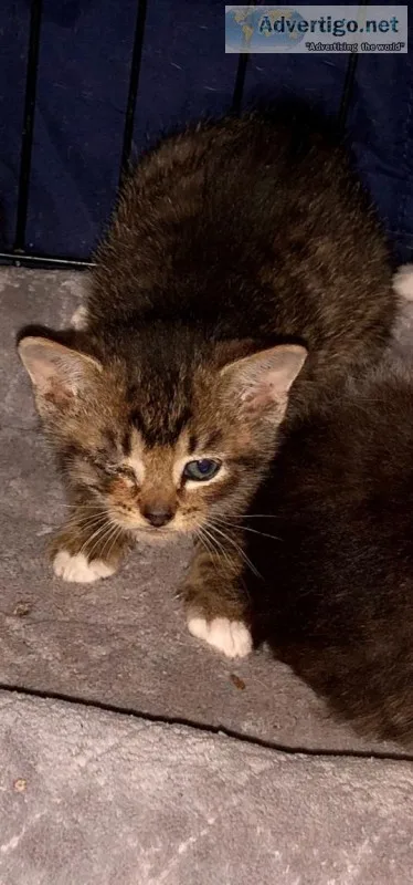 Adoptable Animals Through Love Four Paws Animal Rescue