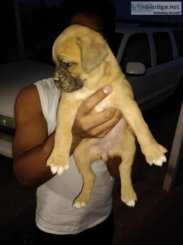 Boxer puppy