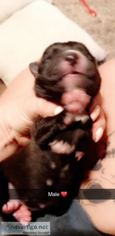 PUPPIES