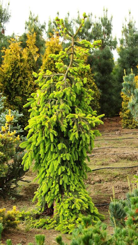 Picea abies  Gold Drift  Norway Spruce