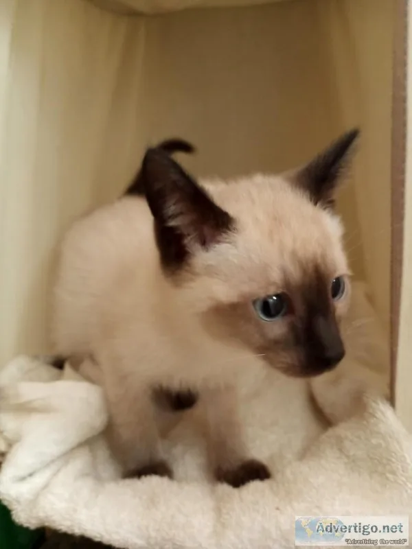 Siamese kittens 1M 1F