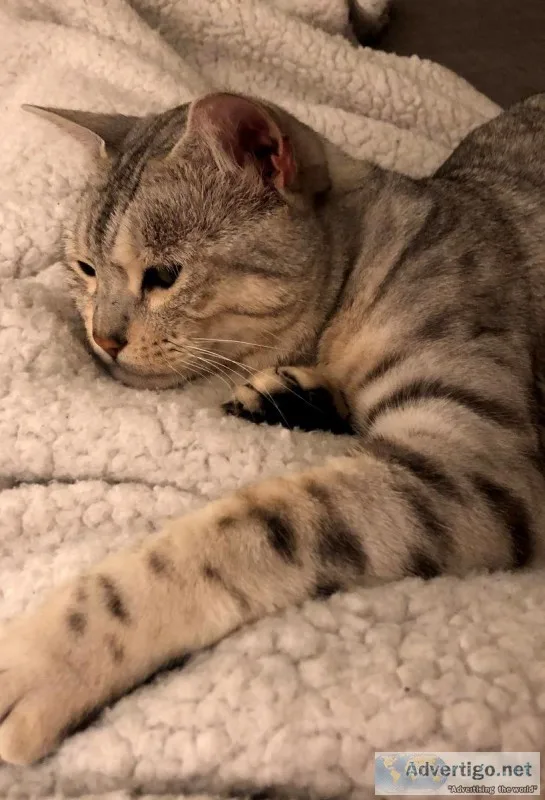 Grey Bengal LOST