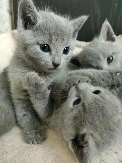 Russian blue