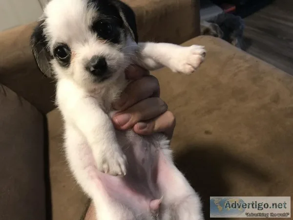 5 week old female shihtzu chihuahua mix for sale. Make an offer