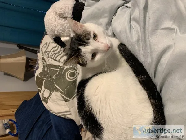 Free cats