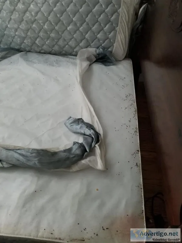 Bed Bug Control Services