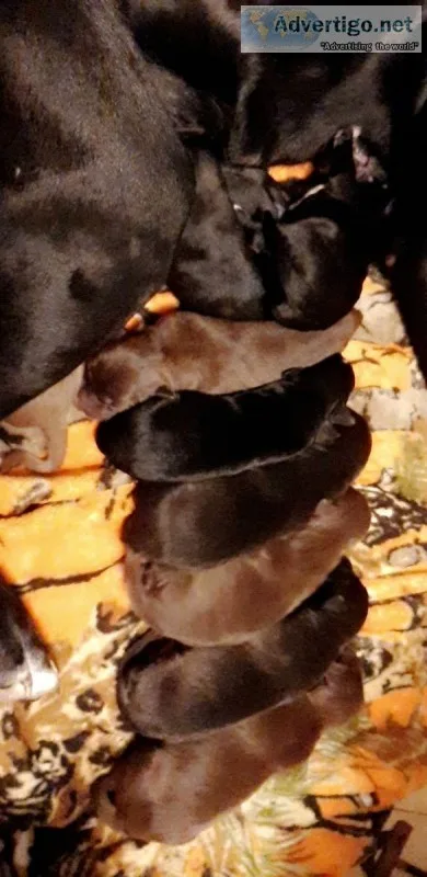 PUPPIES