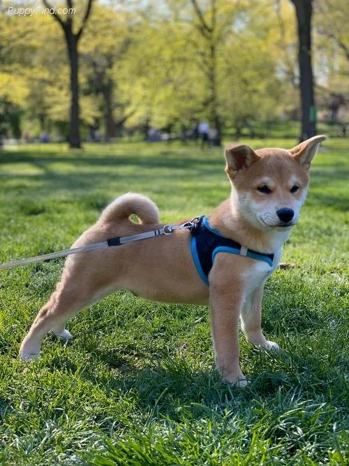 5 Month Shiba Puppy