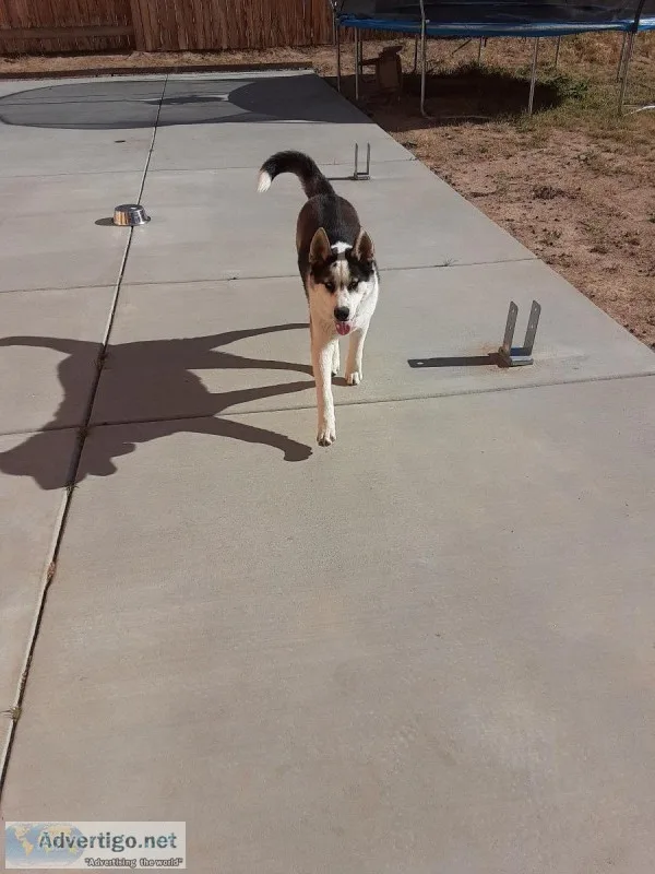 Siberian husky