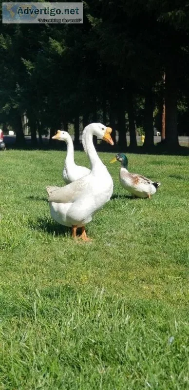 Geese couple