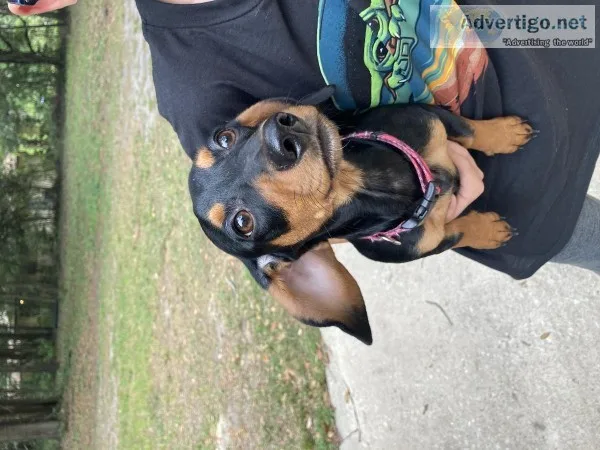 Dachshund for sale