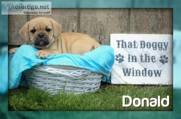 Donald Male Puggle