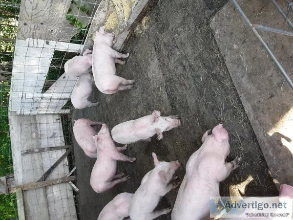 PIGS  for  SALE