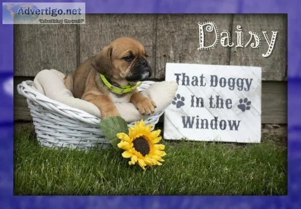 Daisy Female Puggle