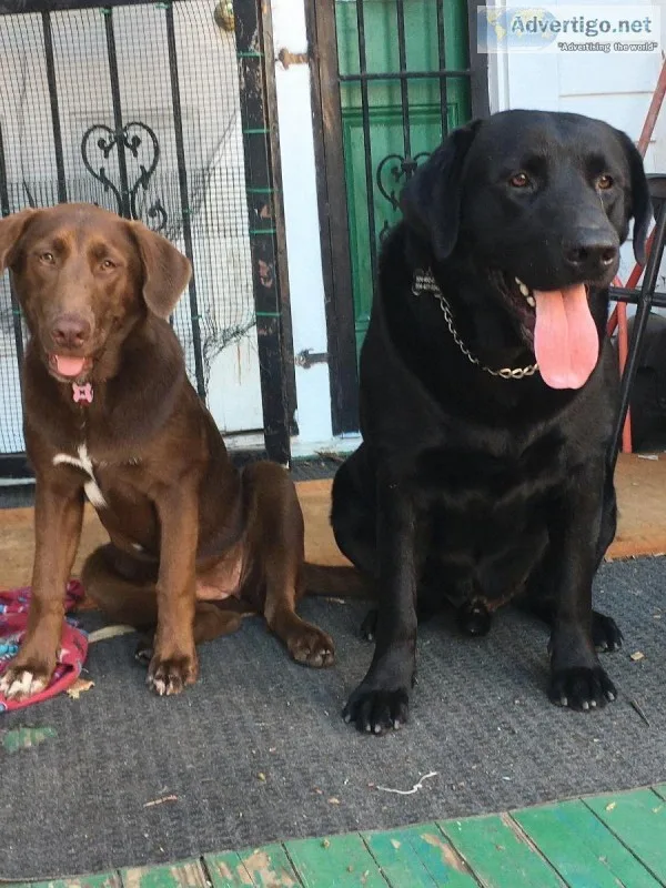 Shepador puppies