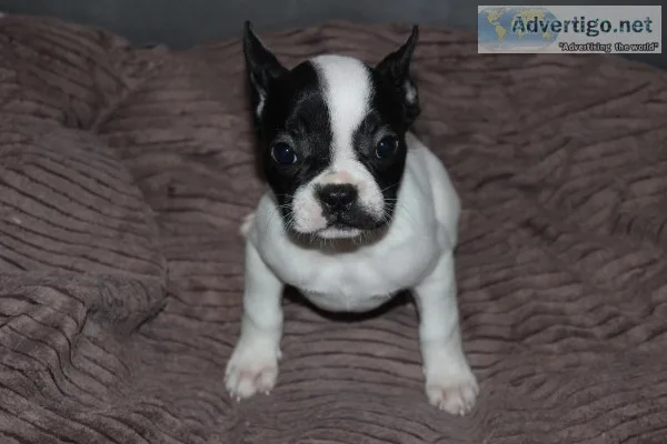 Buy beautiful puppies French Bulldogs