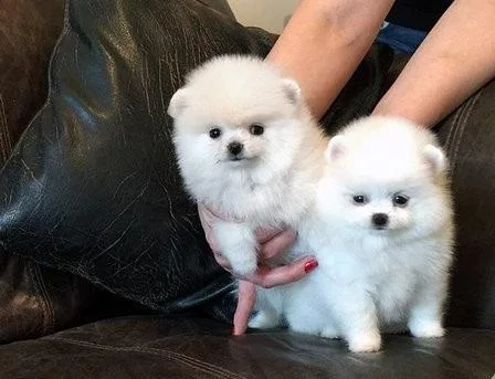 Pomeranian puppies for sale
