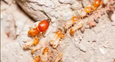 Termite Inspection Services  Qpms.com.au