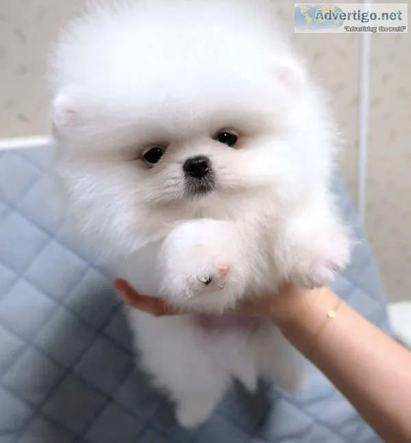Pomeranian Puppies Ready