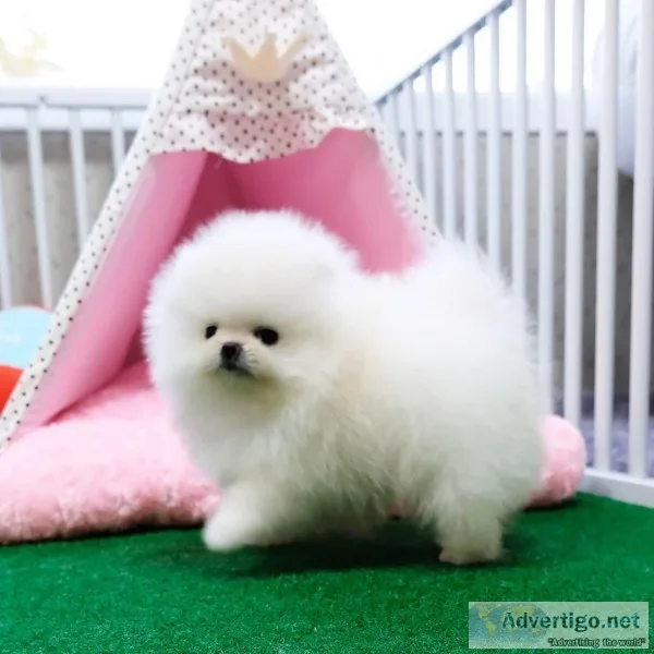 Priceless White Pomeranian Puppies